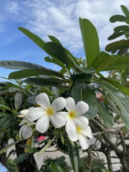 プルメリア プルメリア,花,植物の写真素材