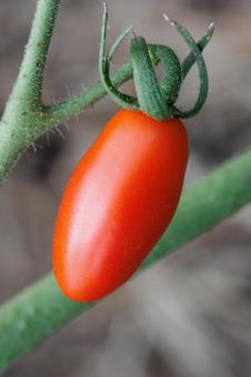 赤く色づくトマトの栽培家庭菜園 赤く色づくトマトの栽培家庭菜園 野菜,トマト,夏野菜の写真素材