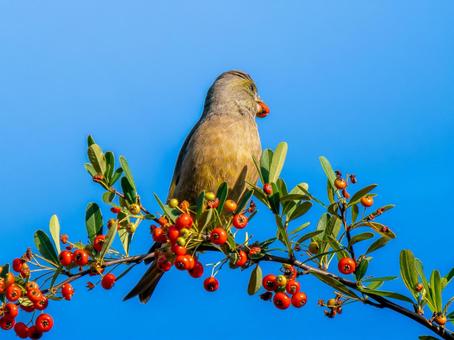 ピラカンサを食べるカワラヒワ カワラヒワ,野鳥,鳥の写真素材
