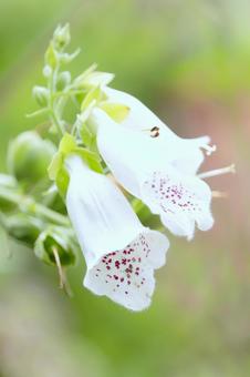 リリーパーク リリーパーク,ジギタリス,ゆりの郷こしみずの写真素材