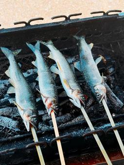 鮎の塩焼き♪ 鮎の塩焼き♪の写真