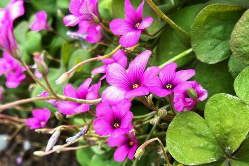 イモカタバミ ピンク,自然,可憐の写真素材