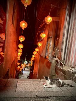 赤提灯の路地と夜の猫 赤提灯の路地と夜の猫 提灯,路地,夜景の写真素材