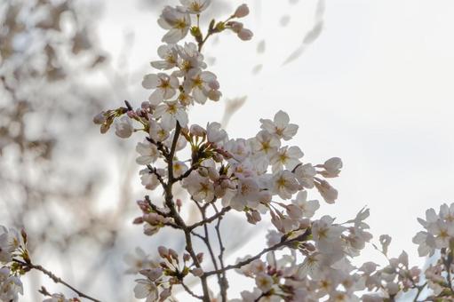 空に映える満開の桜の写真