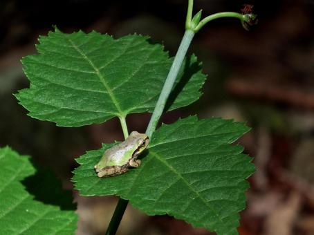 Photo, a frog, frog, amphibian, 