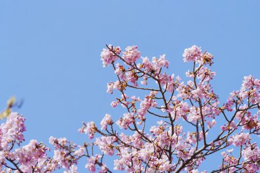河津桜の写真
