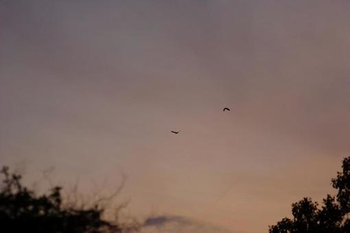 Silhouette of a bird flying in the evening sky, JPG