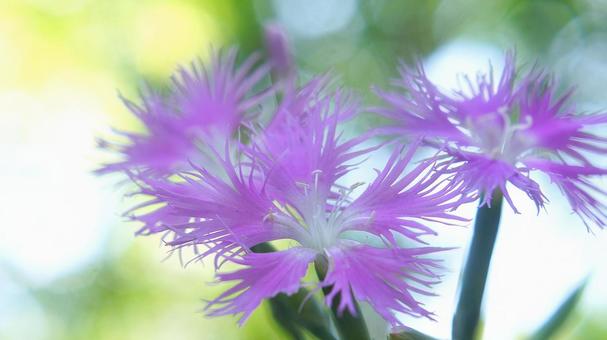 夏の花-296 夏の花-296の写真