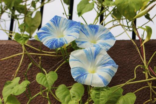 あさがお９３ あさがお,セイヨウアサガオ,緑の写真素材