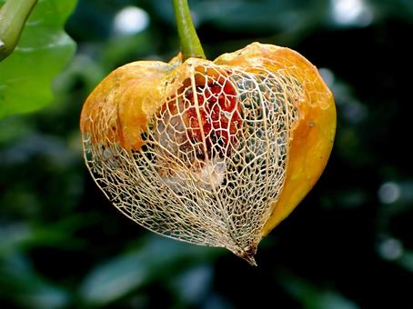 ホオズキ ホオズキ,鬼灯,野生のホウズキの写真素材