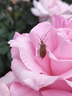 バラとカメムシ バラとカメムシ バラ,カメムシ,ホシハラビロヘリカメムシの写真素材