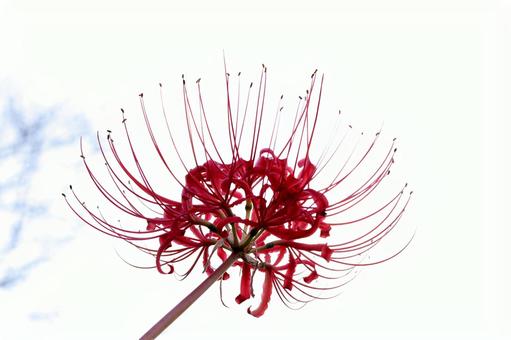 青空に映える鮮やかな彼岸花の写真