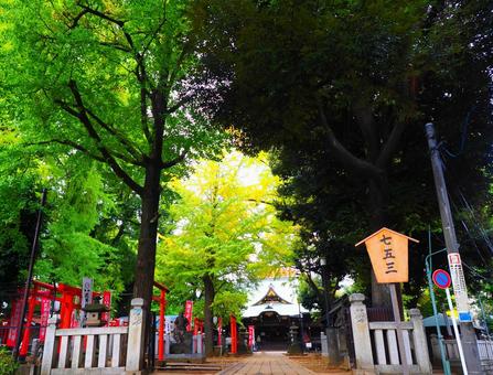 雑司ヶ谷鬼子母神 雑司ヶ谷,鬼子母神,公孫樹の写真素材