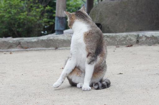 ねこ ねこの写真