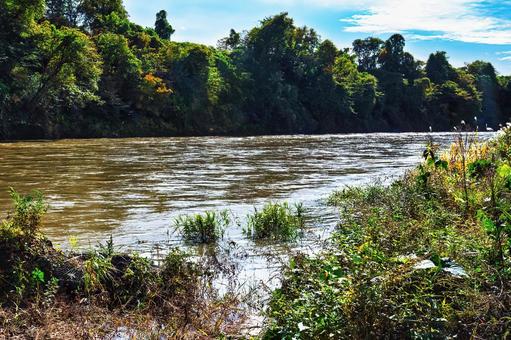 大雨の影響で茶色く濁り激しく波立つ最上川 川,危険,増水の写真素材