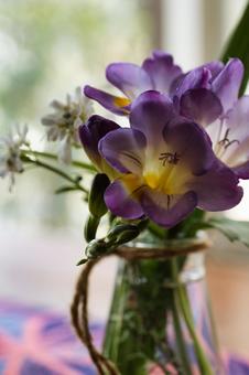 Photo, spring, flower, plant, 