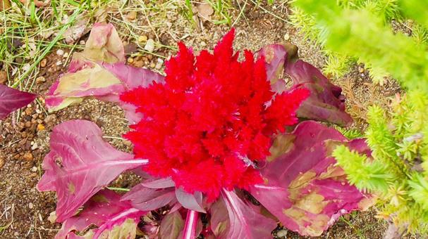 赤いお花の写真