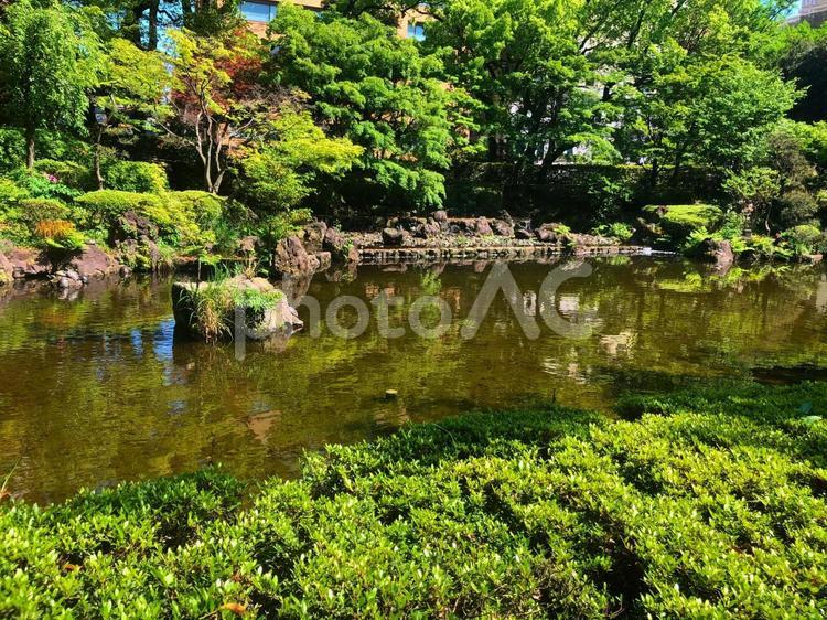 新緑と池 新緑,緑,池の写真素材