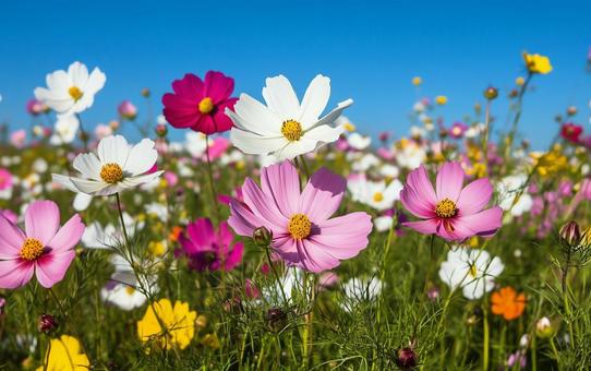 自然風景コスモスの花秋 自然風景コスモスの花秋の写真