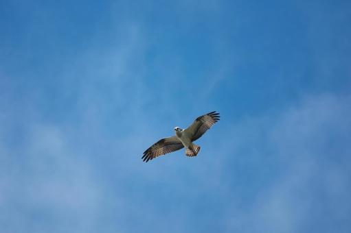 獲物の魚を探して湖の上空を舞うミサゴ 獲物の魚を探して湖の上空を舞うミサゴ ミサゴ,タカ,ワシタカ類の写真素材