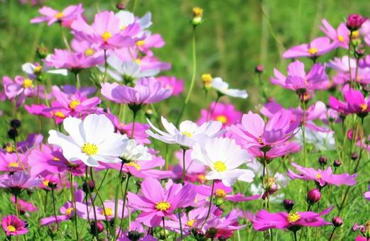 秋桜 秋桜,花,ピンク色の写真素材