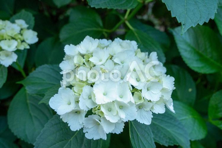 相模原北公園 相模原北公園,紫陽花,あじさいの写真素材