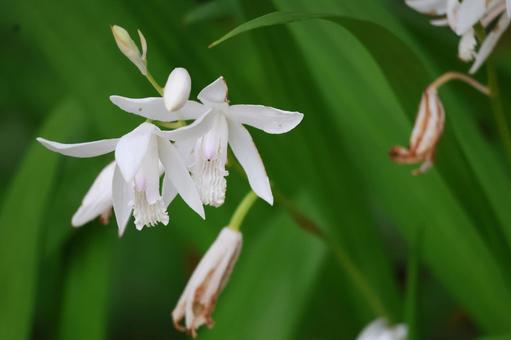 白い花びらの白シランの花のアップ 白い花びらの白シランの花のアップの写真