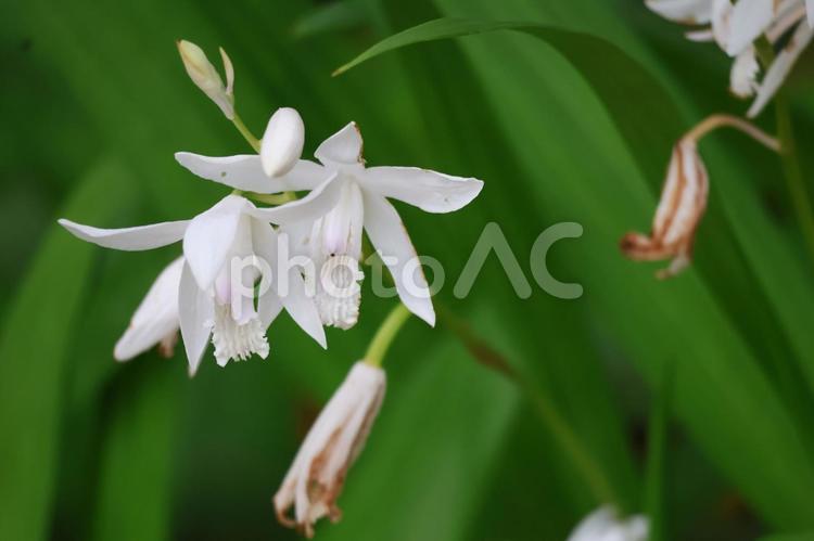 白い花びらの白シランの花のアップ 白い,花びら,白シランの写真素材