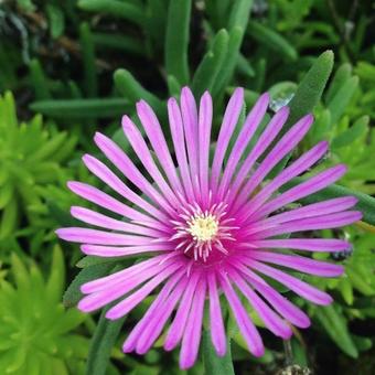 matsuba chrysanthemum, JPG