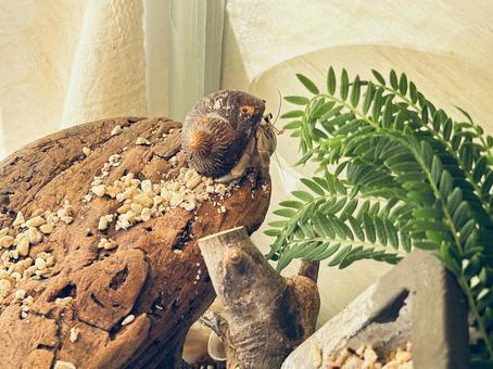 葉っぱを見ているオカヤドカリ 葉っぱを見ているオカヤドカリ オカヤドカリ,ヤドカリ,ペットの写真素材
