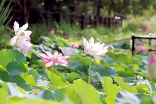 蓮の花 蓮の花の写真