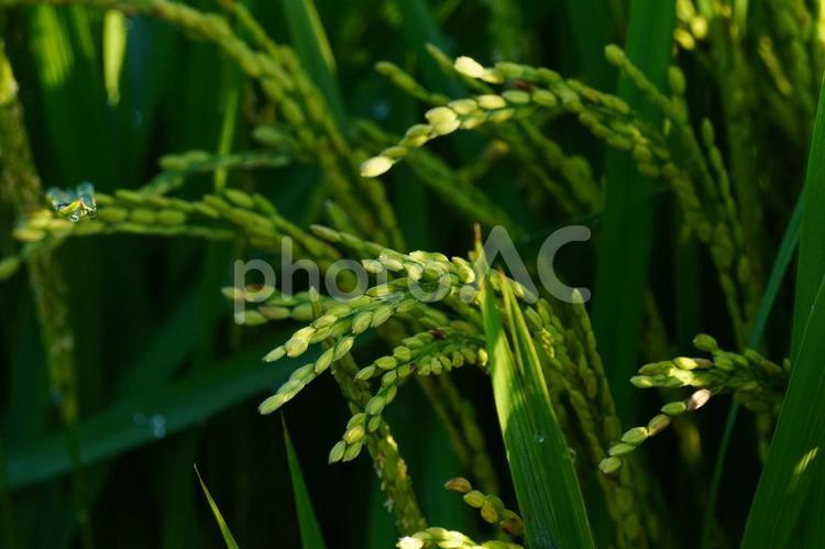 実った稲 稲穂,米,日差しの写真素材