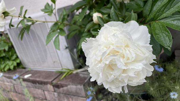 庭のバラ③ 庭のバラ③ 薔薇,春,可憐の写真素材