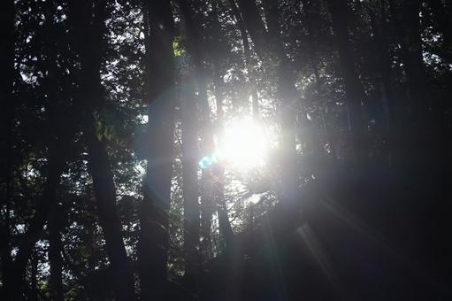 Photo, the trees, woods, sun, 