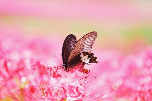 Full blooming red spider lilies and swallowtail butterflies, JPG
