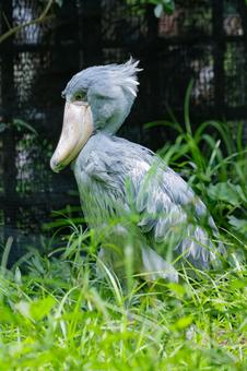 ハシビロコウ ハシビロコウ ハシビロコウ,ペリカン目,鳥の写真素材