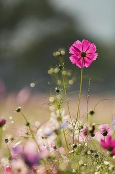 Pink cosmos shining in the autumn sunshine, JPG