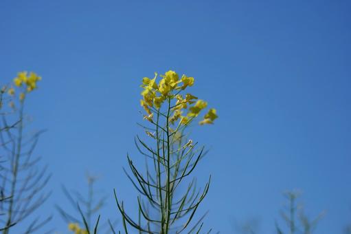 rape blossoms, JPG