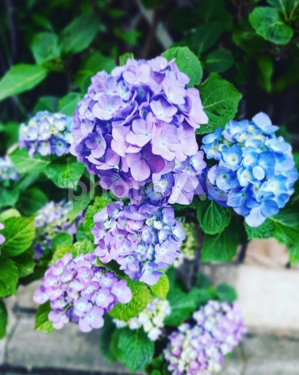紫陽花の花　あじさい　梅雨 雨の日,hydrangea,紫陽花の写真素材