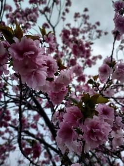 カンザンの写真