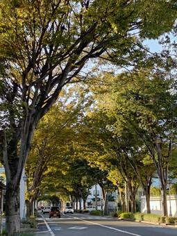 ケヤキのトンネル並木道 14 けやき,ケヤキ,晴れの写真素材