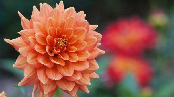 秋のダリア園-853の写真