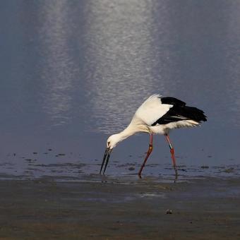 コウノトリ コウノトリの写真