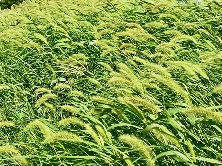 爽やかな風に吹かれるエノコログサの原っぱ エノコログサ,猫じゃらし,ねこじゃらしの写真素材