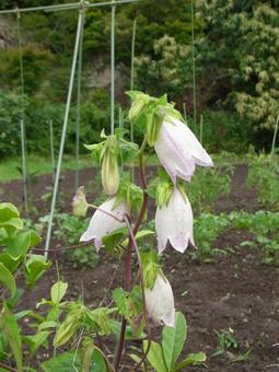 Bellflowers blooming beside the field, JPG
