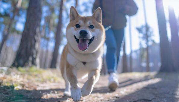 清々しい空気の森を笑顔で走る犬と飼い主 清々しい空気の森を笑顔で走る犬と飼い主の写真