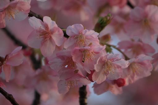 河津桜 河津桜の写真
