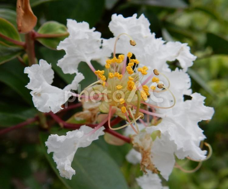 【花の写真】白い百日紅の花 サルスベリ,百日紅,植物の写真素材