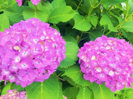 紫陽花 紫陽花の写真
