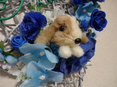 ラグラスの犬 デコピン ラグラスの犬 デコピンの写真